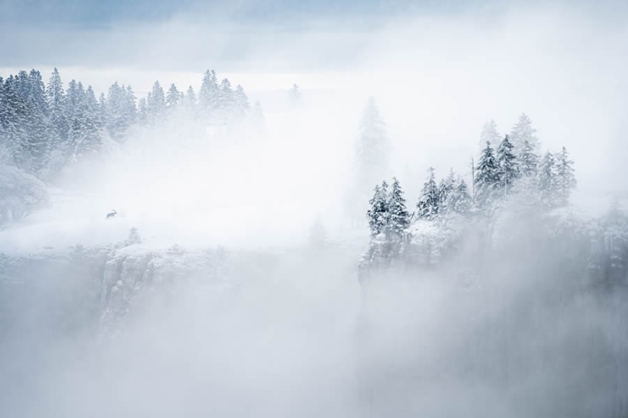 Bird and Animal Nature Photographer 2024 Winners