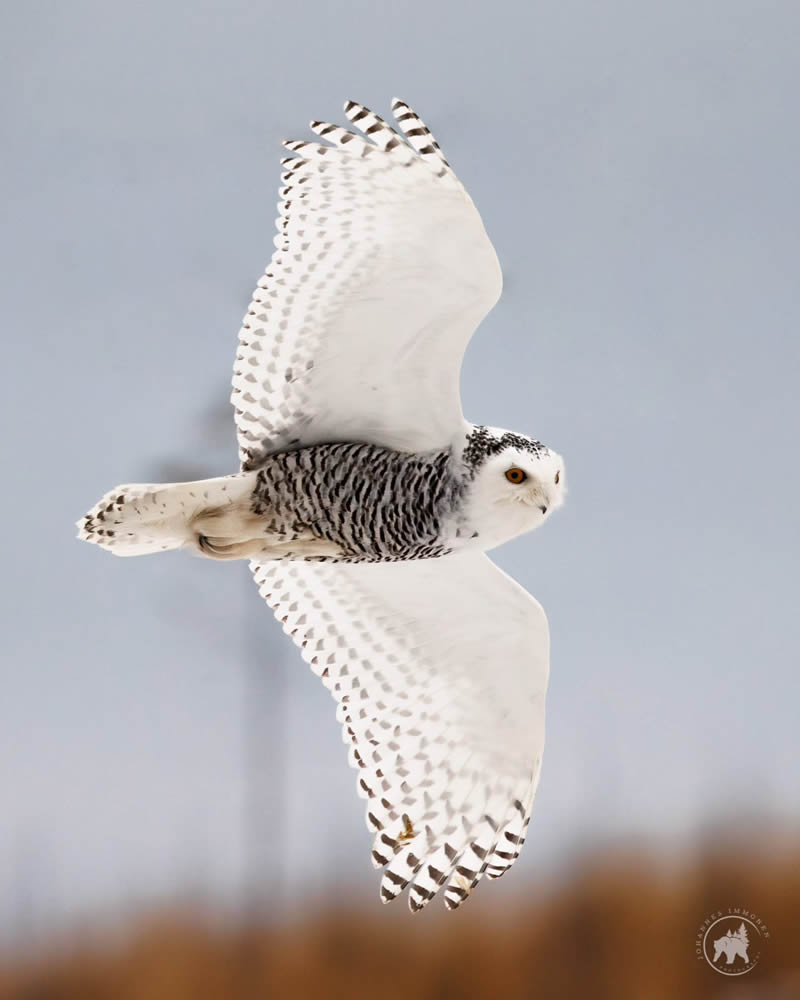 Owl Bird Photography by Johannes Immonen