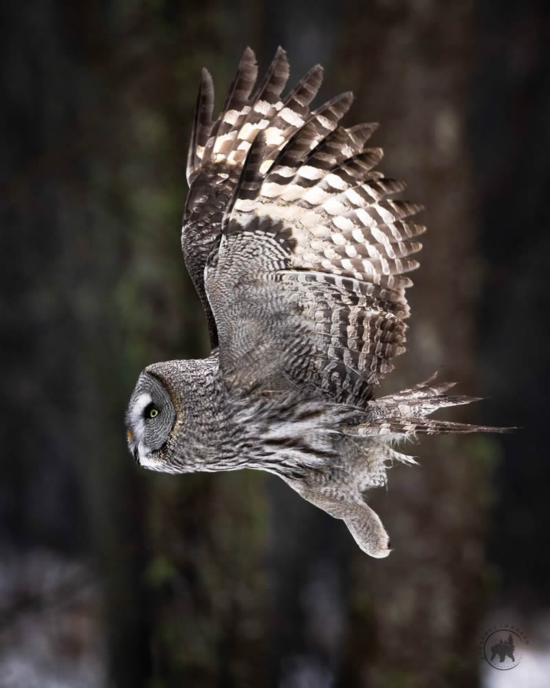 Owl Bird Photography by Johannes Immonen