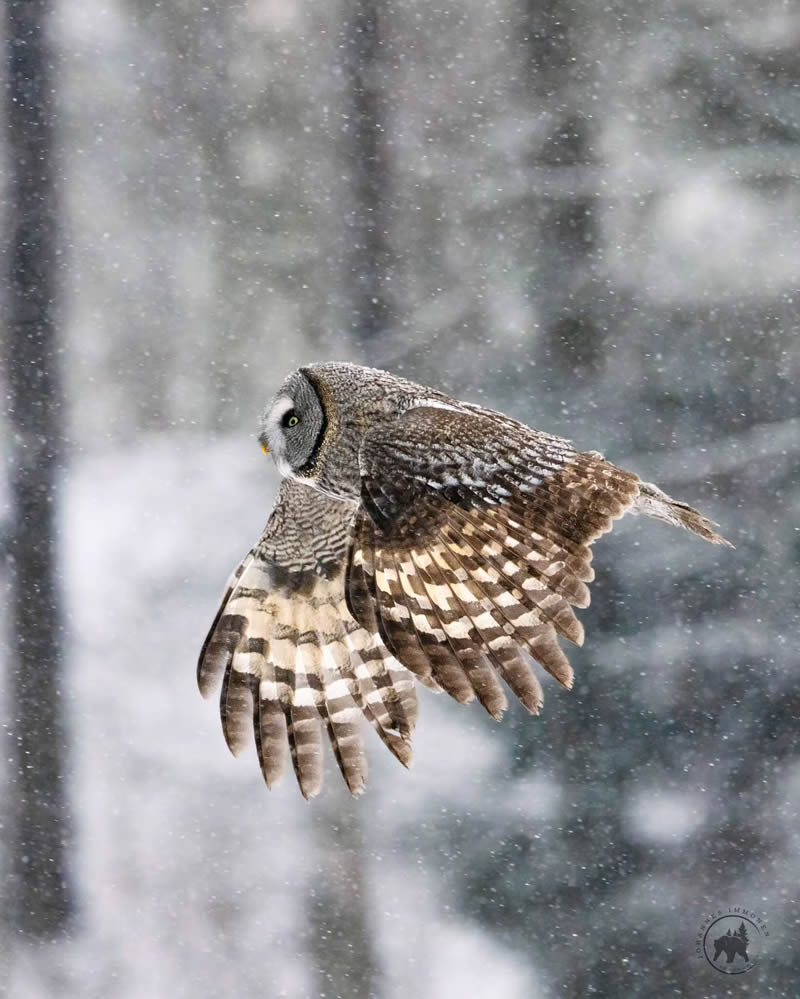 Owl Bird Photography by Johannes Immonen