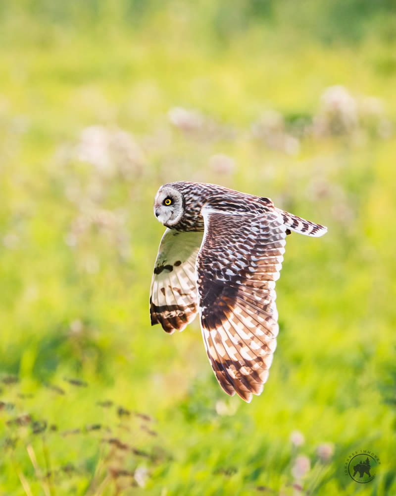 Owl Bird Photography by Johannes Immonen