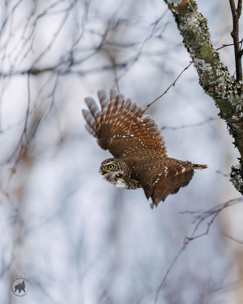 Owl Bird Photography by Johannes Immonen