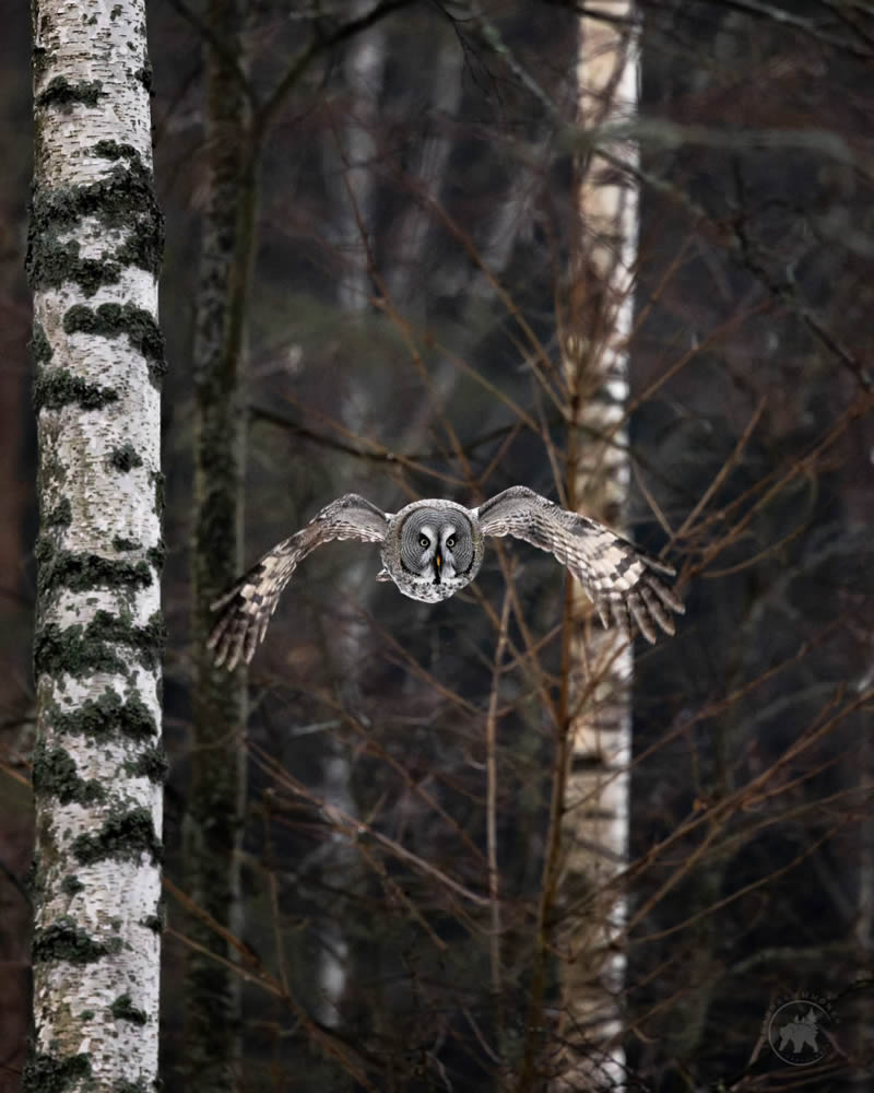 Owl Bird Photography by Johannes Immonen