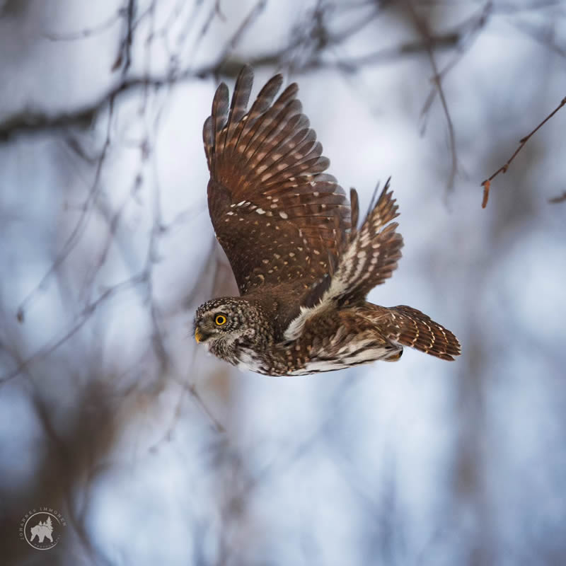 Owl Bird Photography by Johannes Immonen