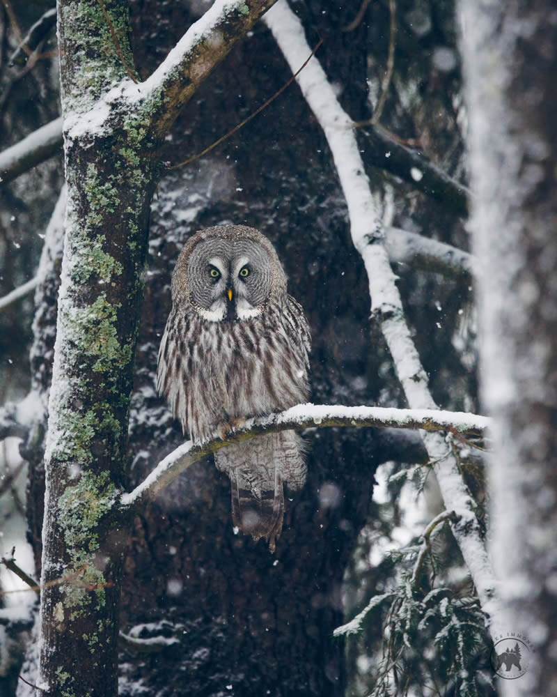 Owl Bird Photography by Johannes Immonen