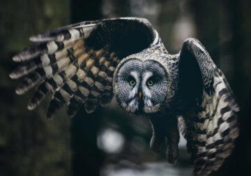 Owl Bird Photography by Johannes Immonen