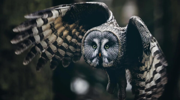 Owl Bird Photography by Johannes Immonen