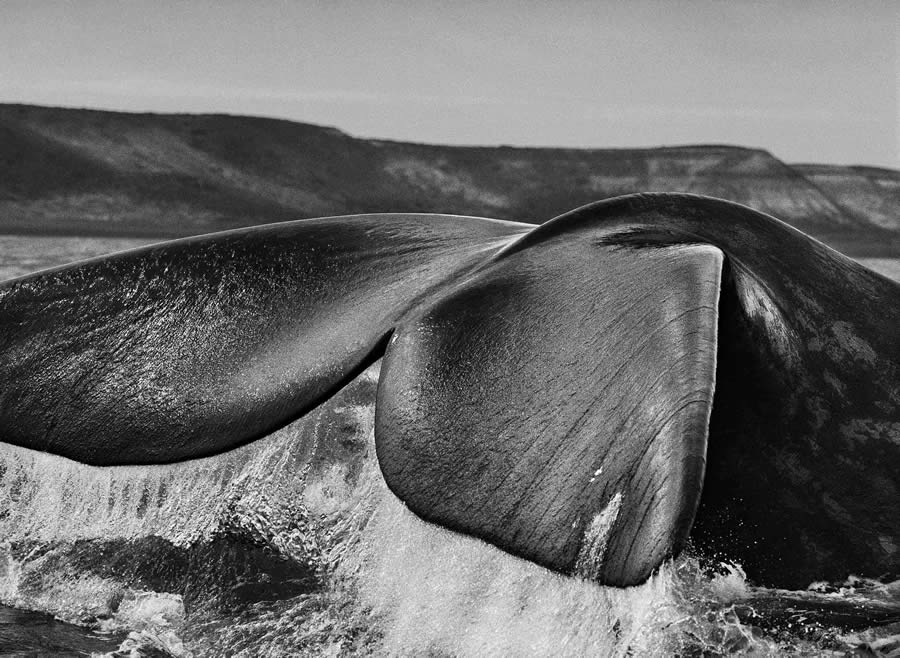 Sebastiao Salgado Famous Iconic Photos