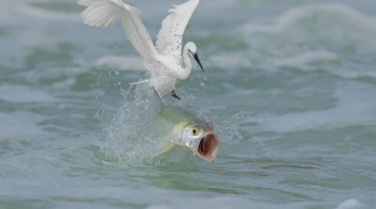 2024 Nature Conservancy Oceania Photo Contest Winners