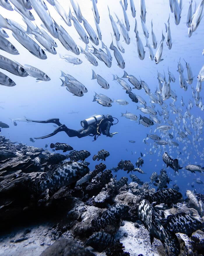 Underwater Photography of Marine Life by Rachel Moore