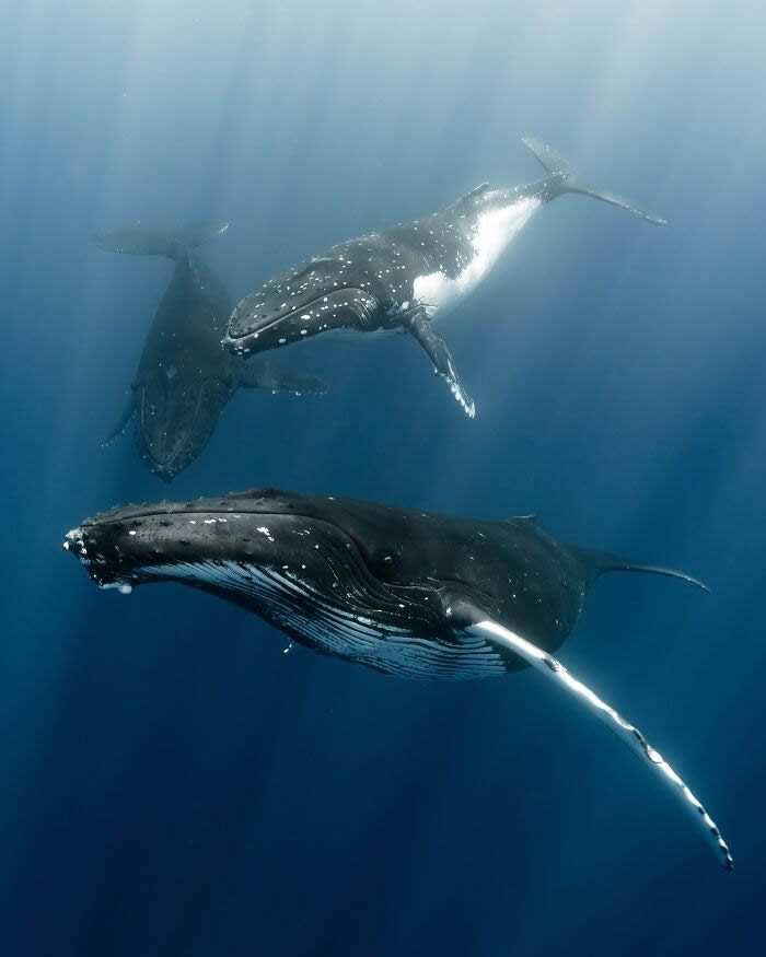 Underwater Photography of Marine Life by Rachel Moore