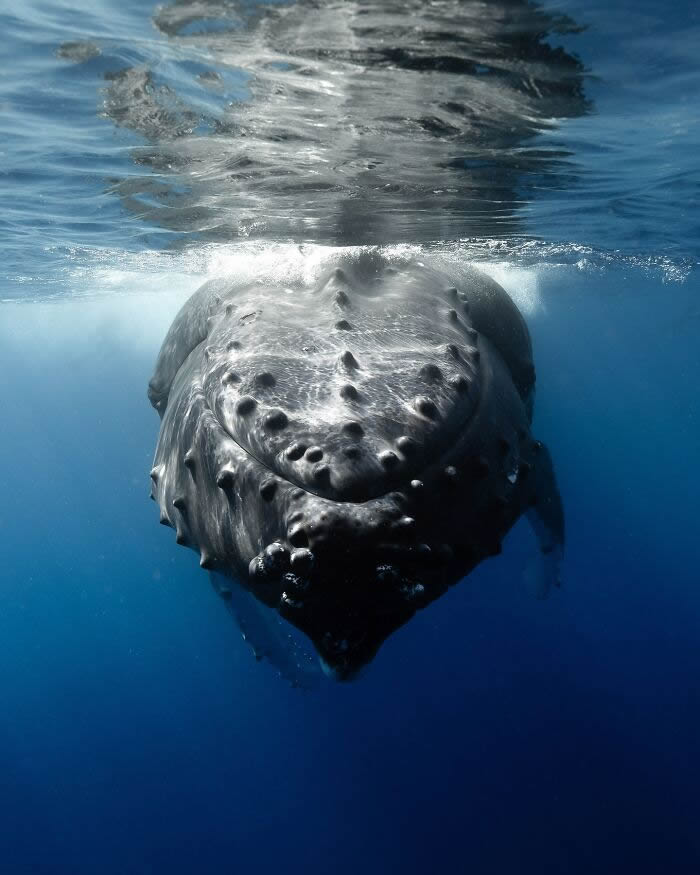 Underwater Photography of Marine Life by Rachel Moore