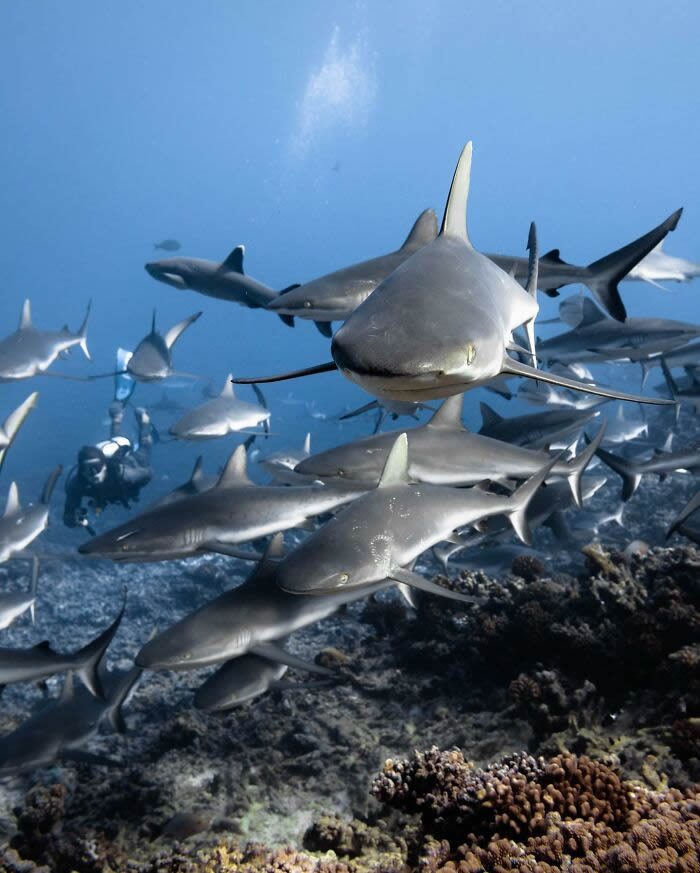 Underwater Photography of Marine Life by Rachel Moore