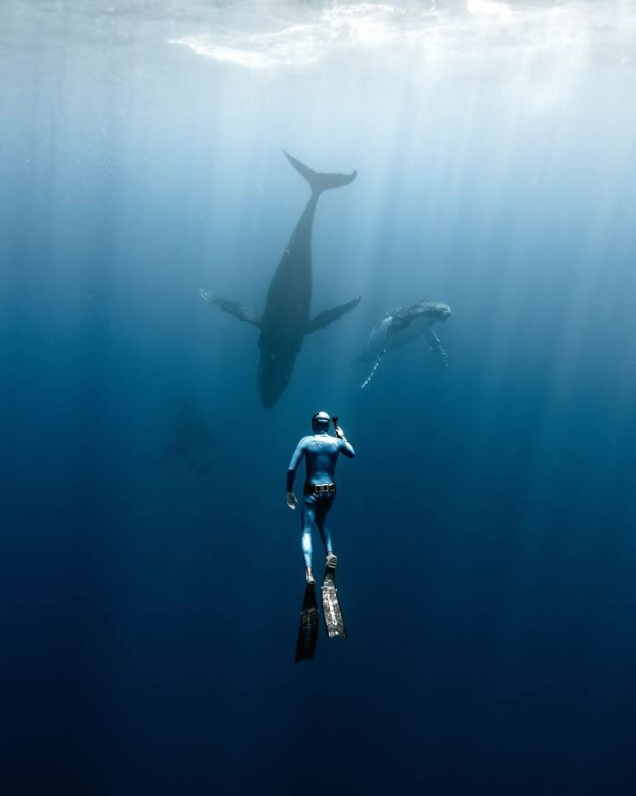 Underwater Photography of Marine Life by Rachel Moore