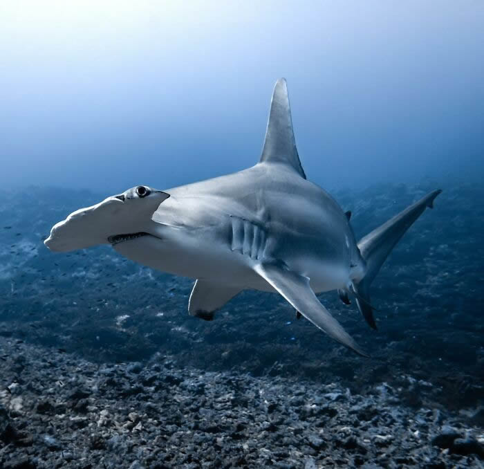 Underwater Photography of Marine Life by Rachel Moore