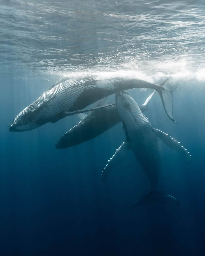 Underwater Photography of Marine Life by Rachel Moore