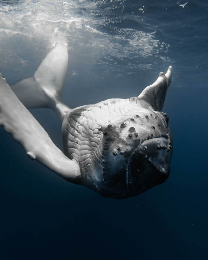 Underwater Photography of Marine Life by Rachel Moore