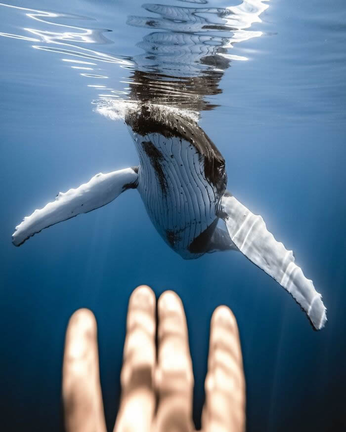 Underwater Photography of Marine Life by Rachel Moore