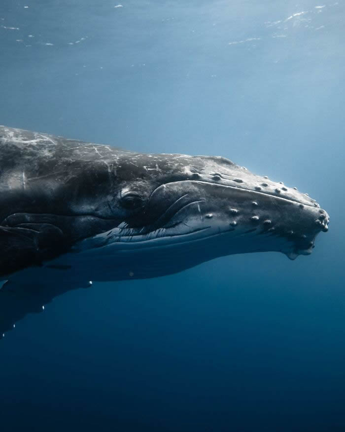 Underwater Photography of Marine Life by Rachel Moore