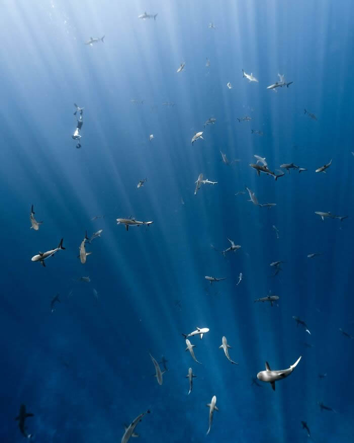 Underwater Photography of Marine Life by Rachel Moore