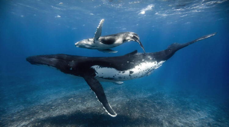 Underwater Photography of Marine Life by Rachel Moore