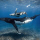 Underwater Photography of Marine Life by Rachel Moore