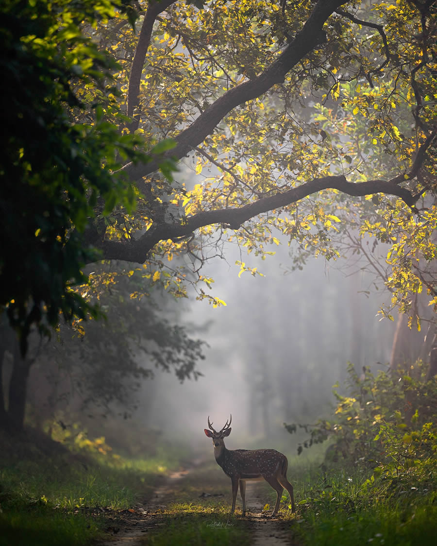 Wildlife Photography by Ritish Nair