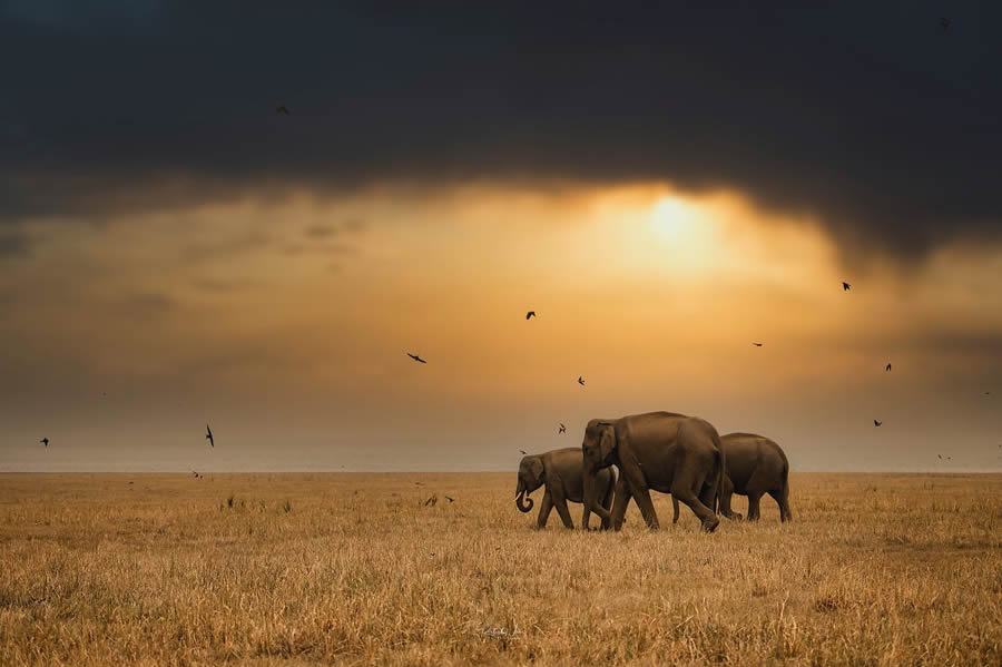 Wildlife Photography Moments to Inspire Nature Lovers