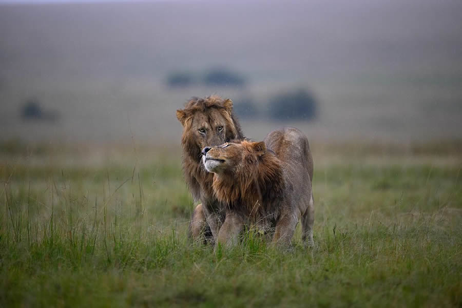 Wildlife Photography by Ritish Nair