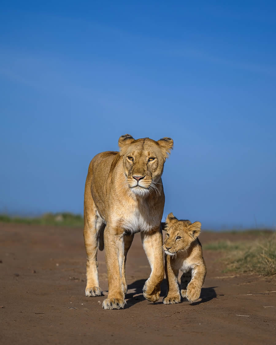 Wildlife Photography by Ritish Nair