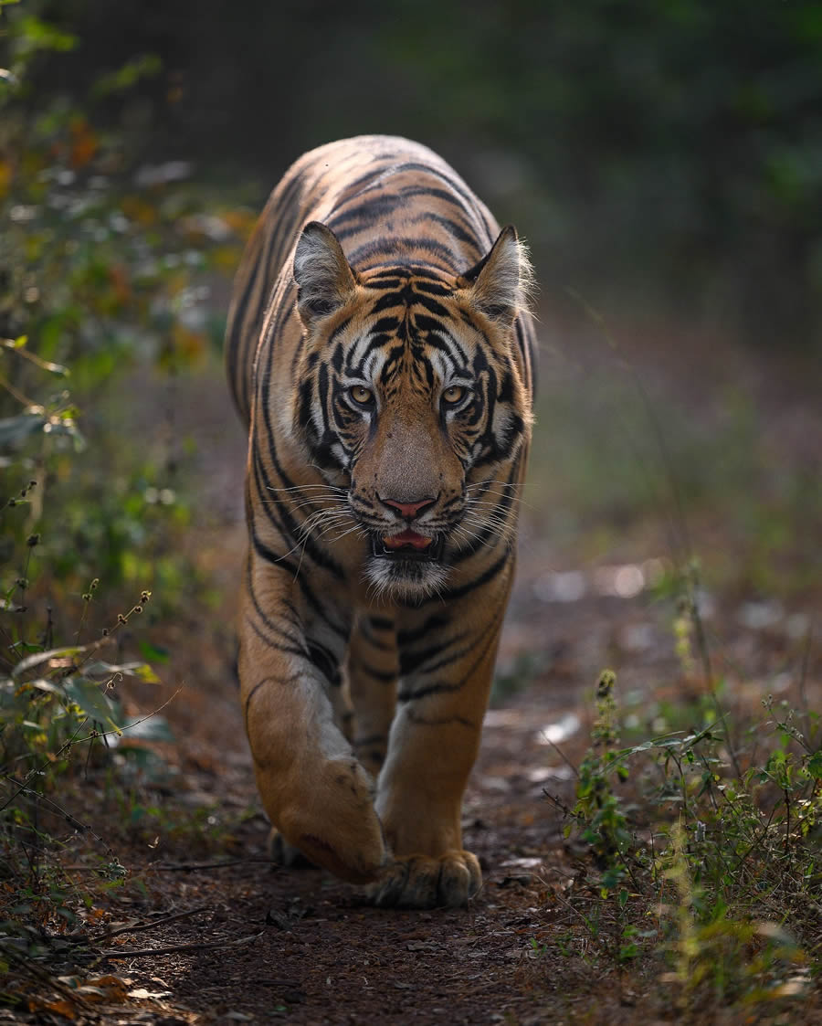 Wildlife Photography by Ritish Nair