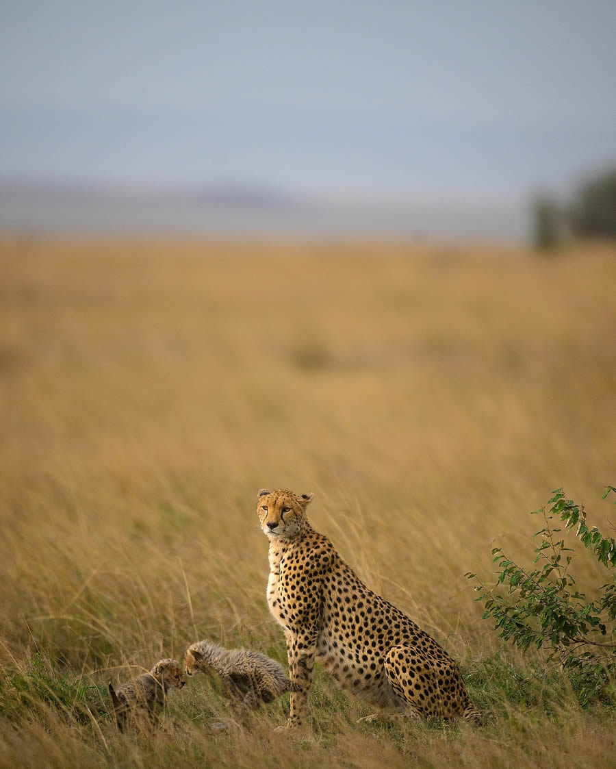 Wildlife Photography by Ritish Nair