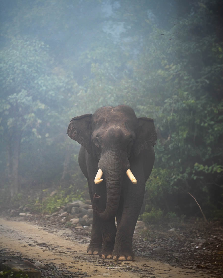 Wildlife Photography by Ritish Nair