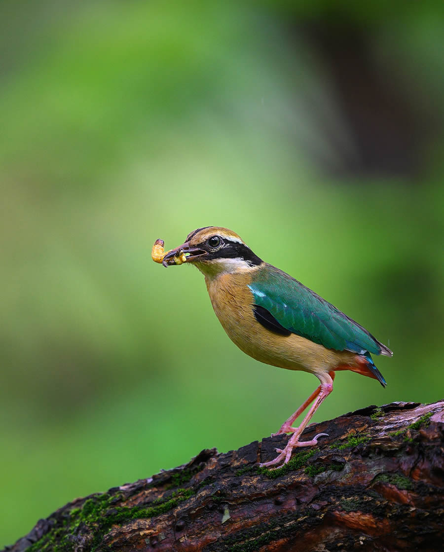 Wildlife Photography by Ritish Nair