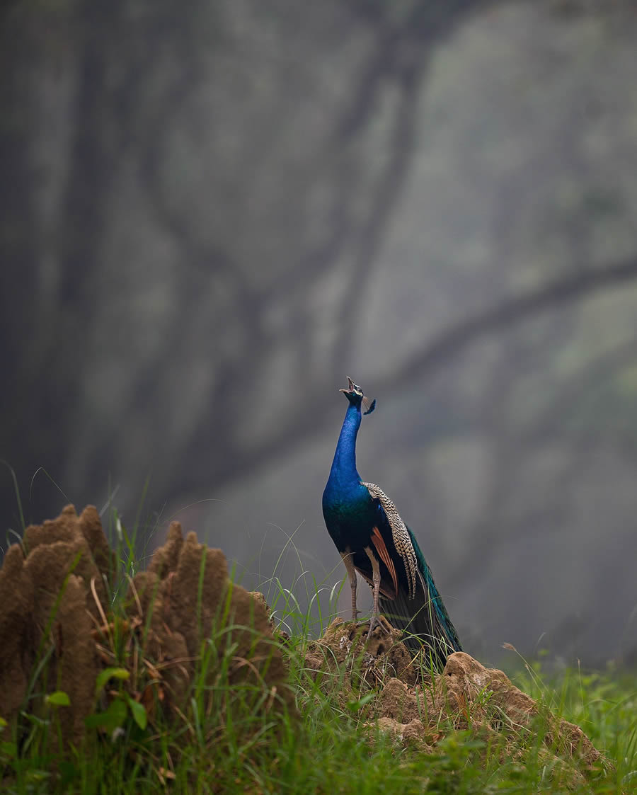 Wildlife Photography by Ritish Nair