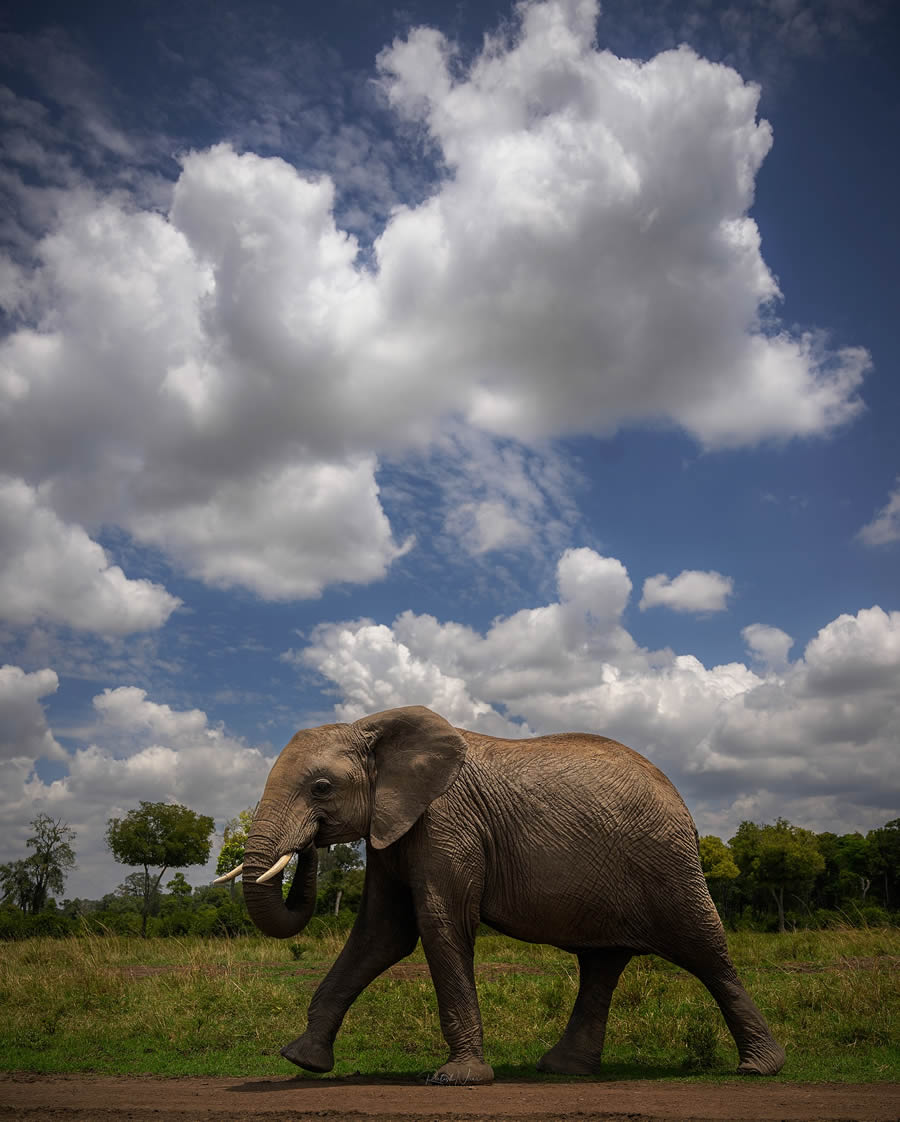 Wildlife Photography by Ritish Nair