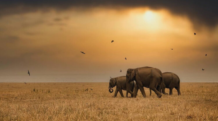 Wildlife Photography by Ritish Nair