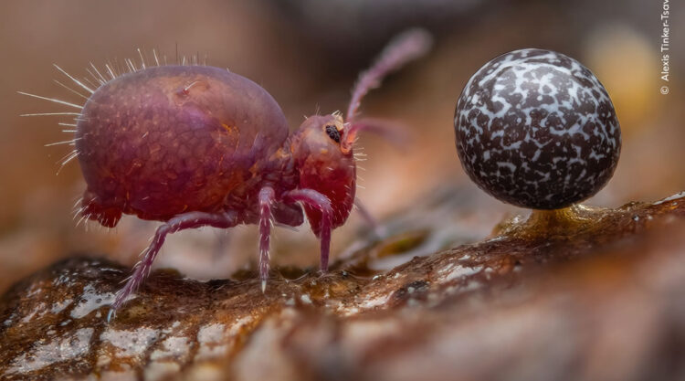 Young Award-Winning Wildlife Photographers in 2024