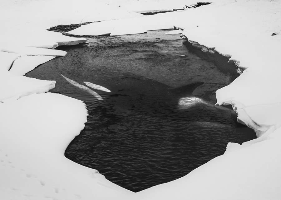 Wildlife Winners from the 1839 Photographer of the Year Awards