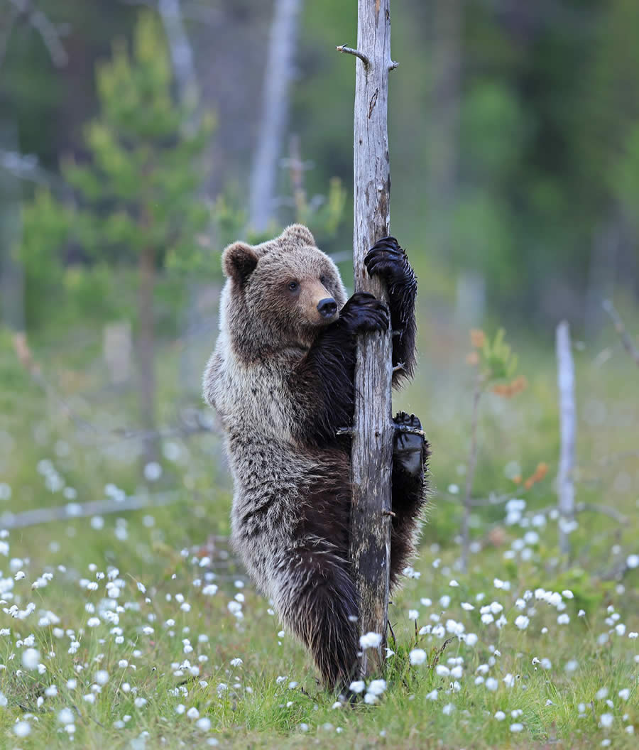 Wildlife Winners from the 1839 Photographer of the Year Awards