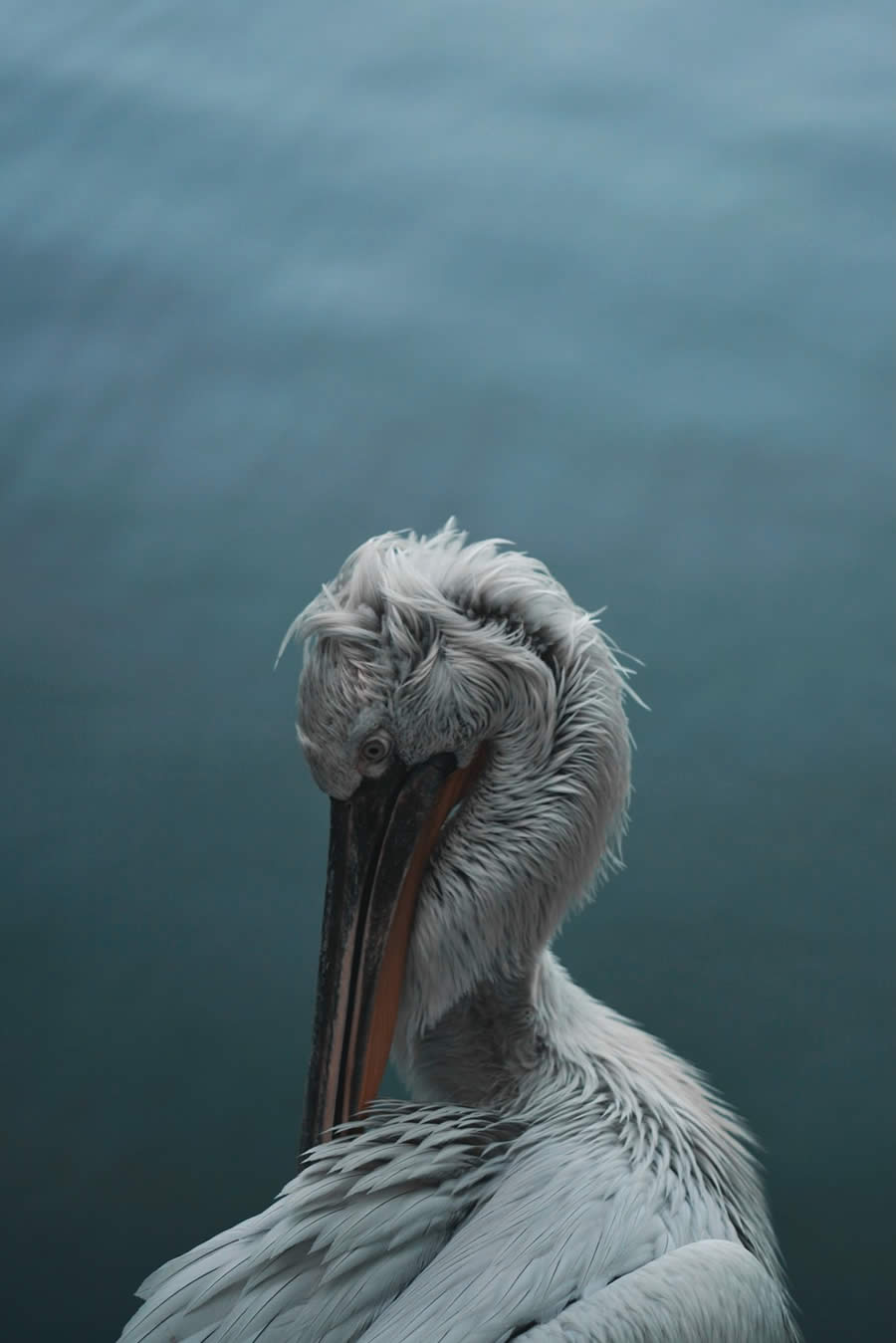 Wildlife Winners from the 1839 Photographer of the Year Awards