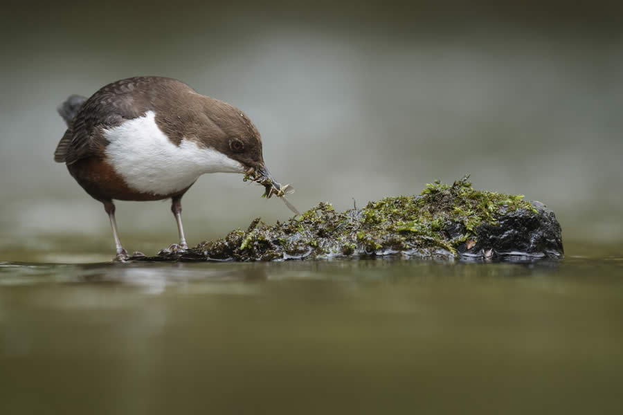 Wildlife Winners from the 1839 Photographer of the Year Awards