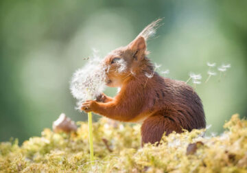 Wildlife Winners from the 1839 Photographer of the Year Awards