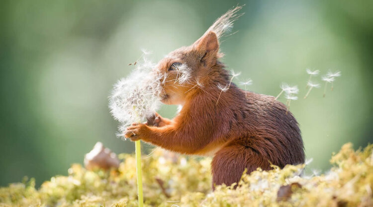 Wildlife Winners from the 1839 Photographer of the Year Awards