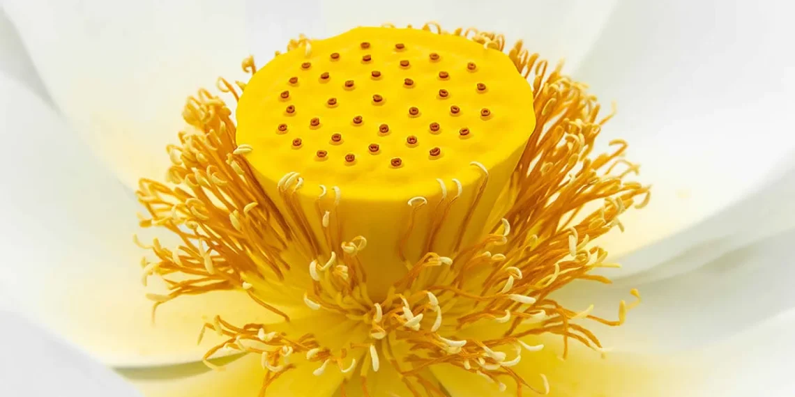 Macro photography of flower