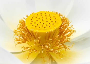 Macro photography of flower