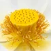 Macro photography of flower