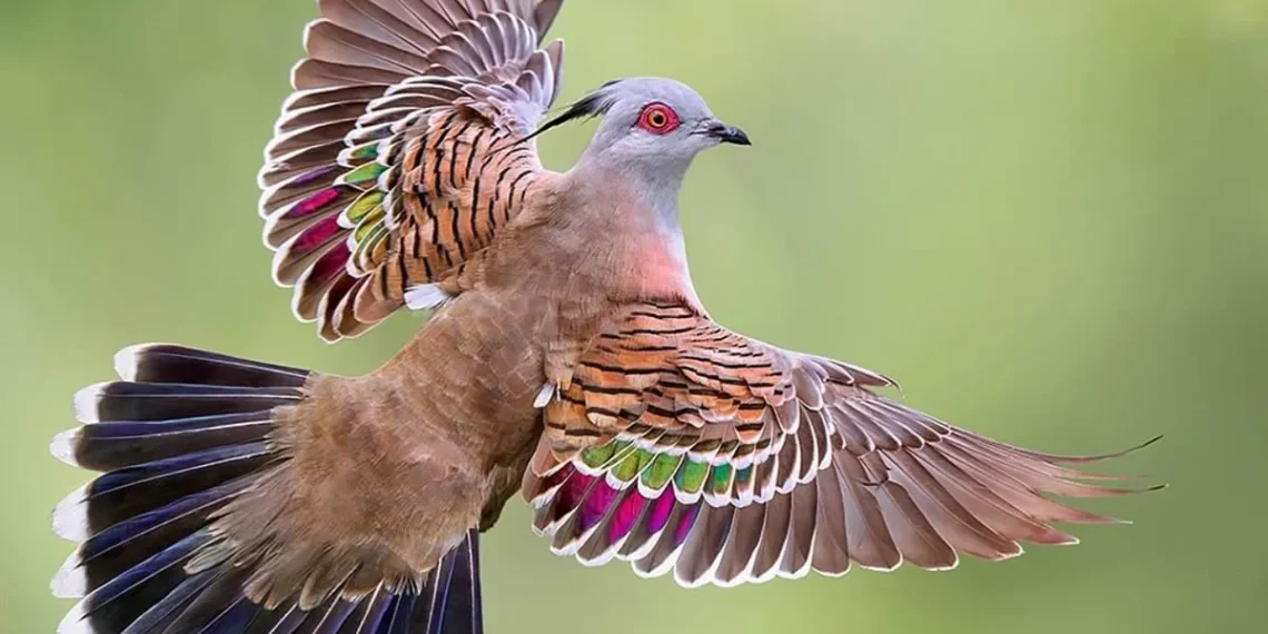 30 Beautiful Bird Photos Captured in Their Natural Habitat 31 Bird photo