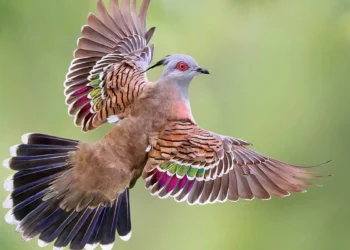 Bird photo