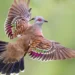 Bird photo